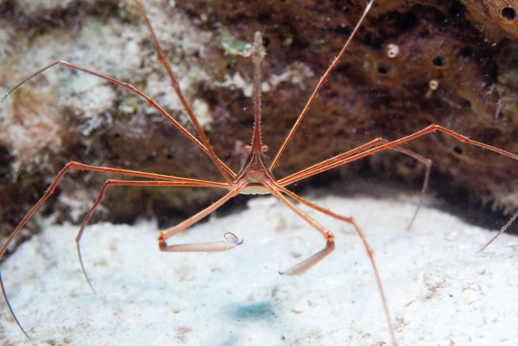 gusano gigante de cerdas de arrecife