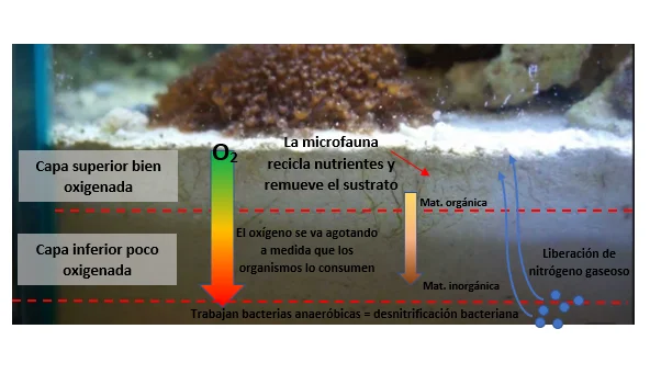 Debo sifonar la arena de mi acuario marino? — Revista - Corales Y Marinos